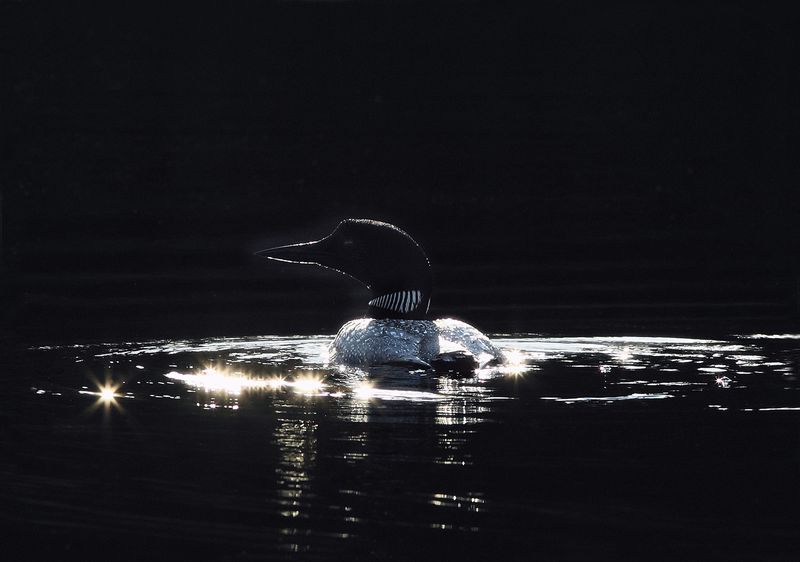 Loon in natures spotlight copy.jpg