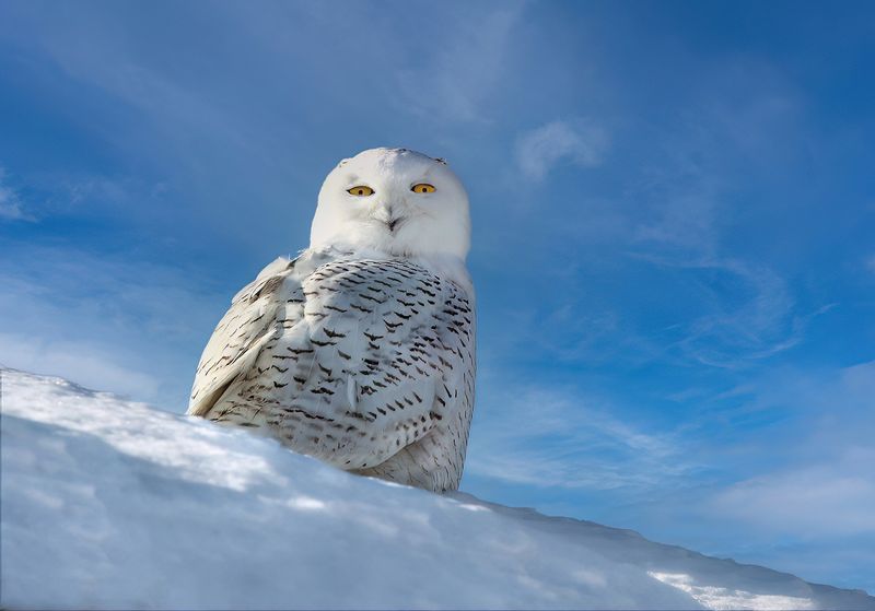 Snowy Owl copy.jpg