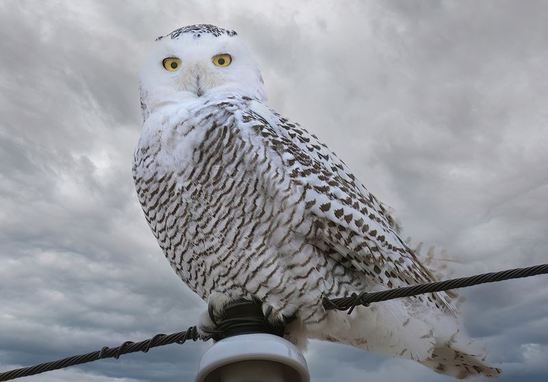 Snowy Owl copy.jpg