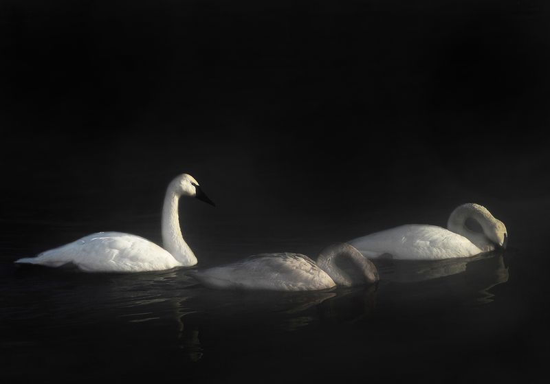 Swan family in morning light copy.jpg