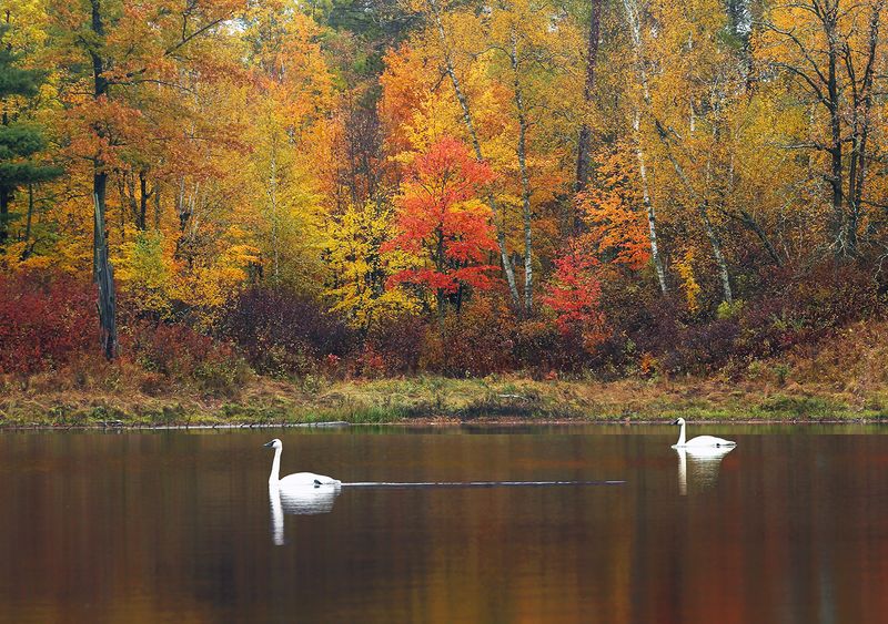 Arco_Lake_swans.jpg