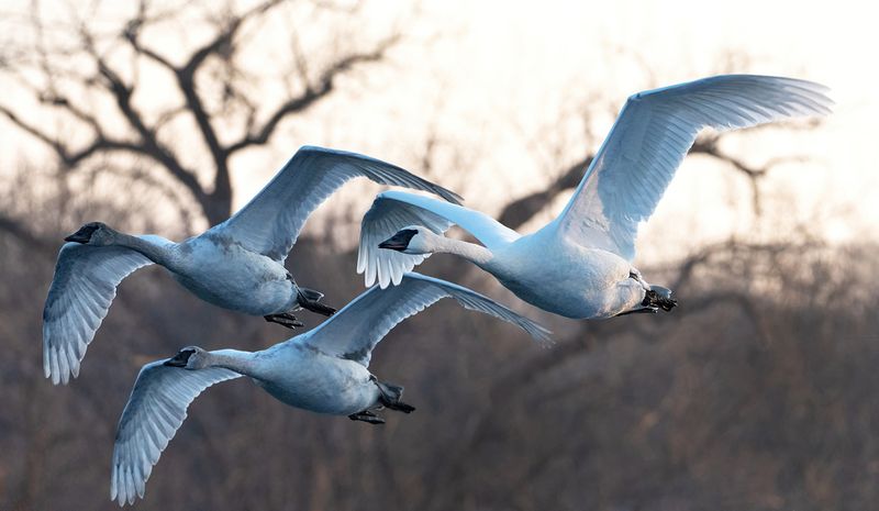 Mom and cygnets flight copy.jpg