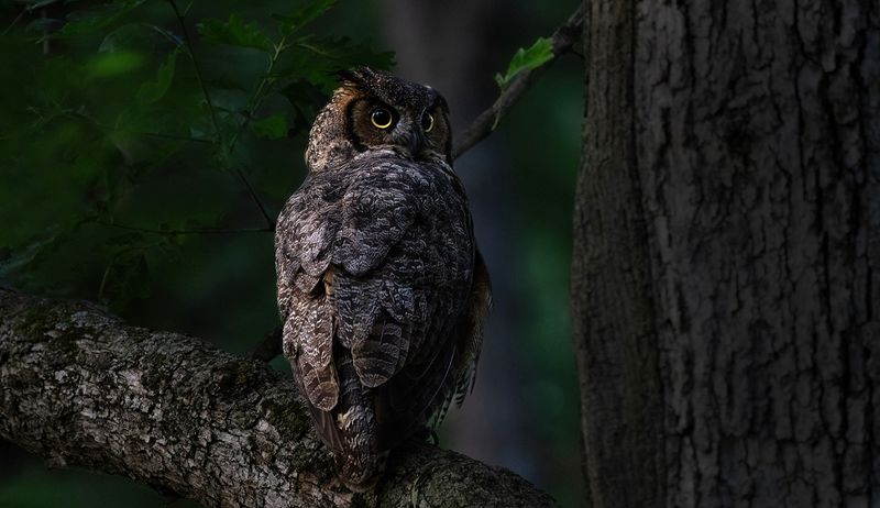 Mother Great Horned owl portrait copy.jpg