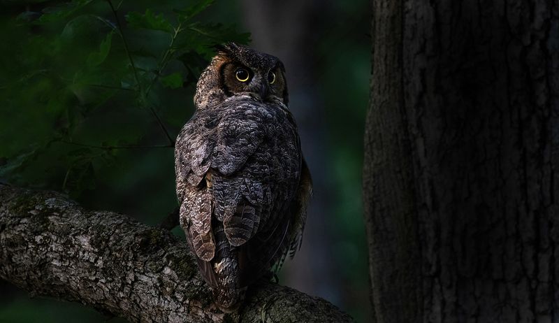 Mother Great Horned owl portrait copy.jpg