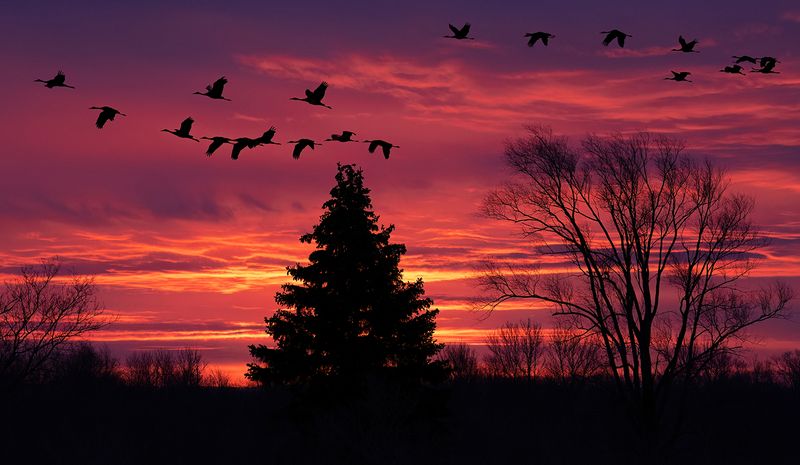 November sunrise cranes copy.jpg