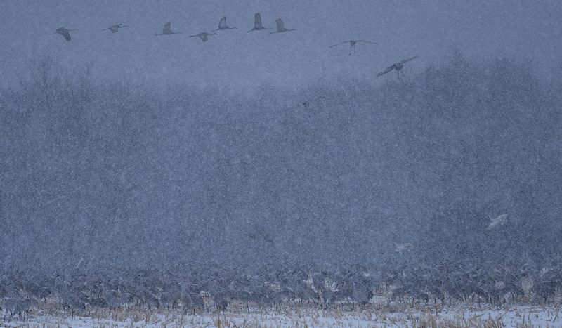 Snowstorm cranes copy.jpg