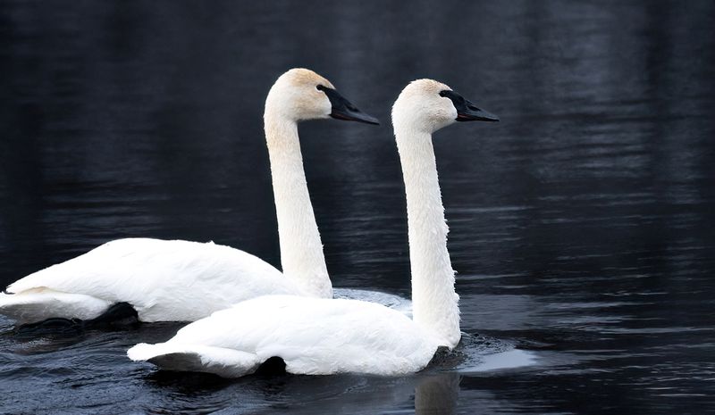 Swan couple copy.jpg