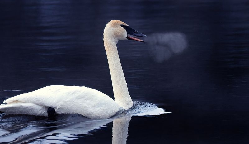 Swan breath copy.jpg