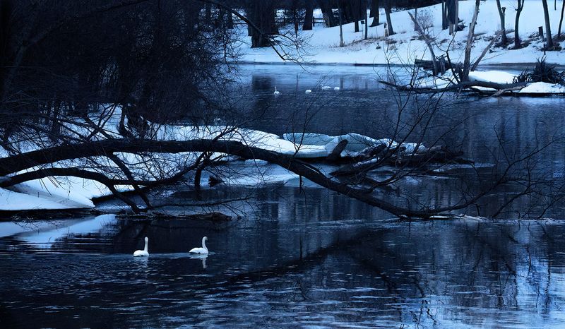 Elk River swans blue hour copy.jpg