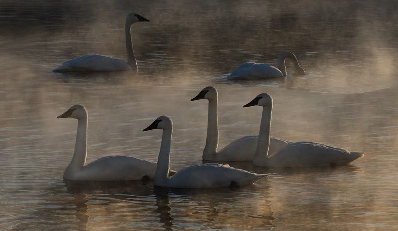 Sunrise swans on Mississippi river copy.jpg