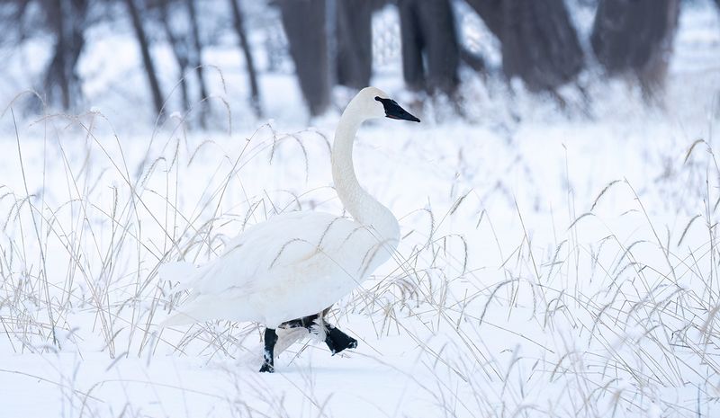 Broken wing swan II copy.jpg