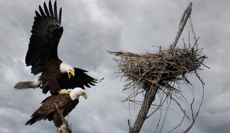 Mating eagles at the heron rookery II copy.jpg