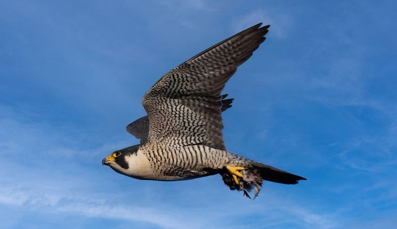 Peregrine falcon with remnants of hen pheasant copy.jpg