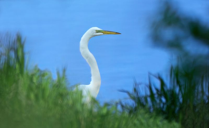 Egret on shoreline copy.jpg
