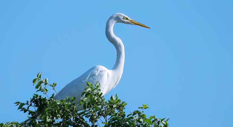 Egret on the top roost copy.jpg