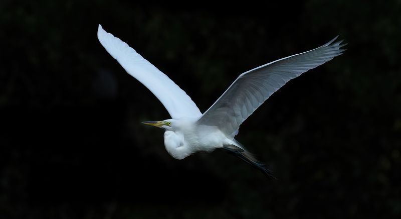 Egret out of darkness copy.jpg