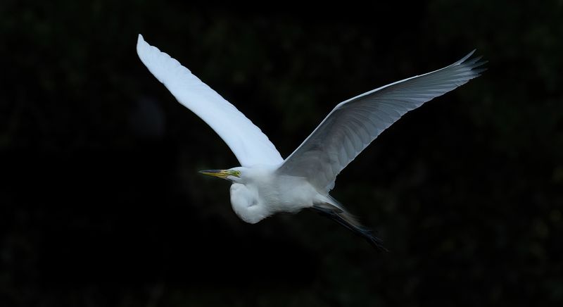 Egret out of darkness copy.jpg