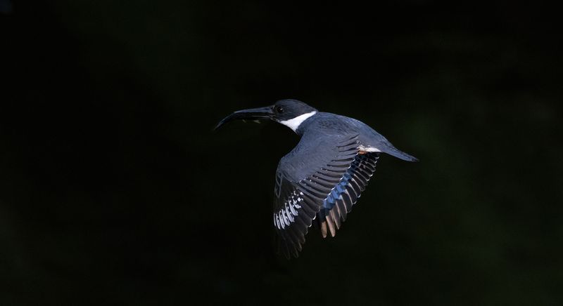 Kingfisher with baby muskie copy.jpg