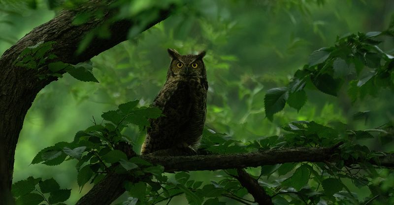 Mother Great Horned Owl copy.jpg