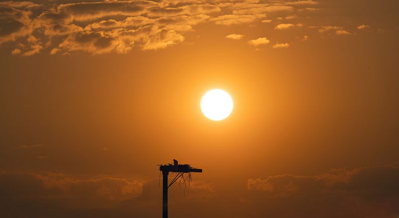 Sunrise on the Osprey nest II copy.jpg