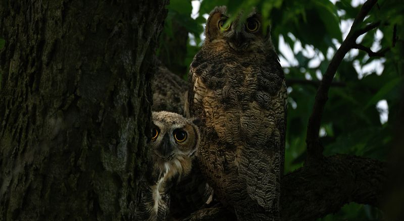 Mom's back and the two owlets copy.jpg