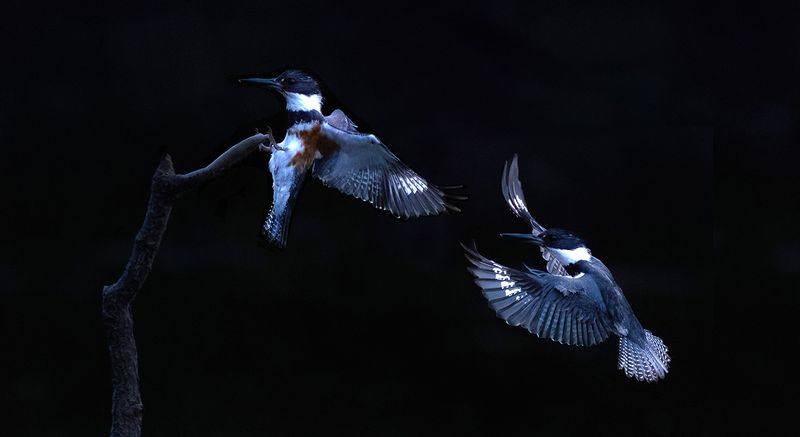 Kingfisher perch landing sequence copy.jpg