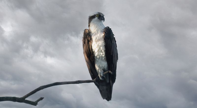 MW osprey perch 070623 copy.jpg