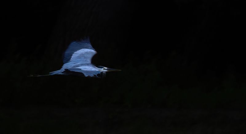 Great Blue heron blue hr copy.jpg