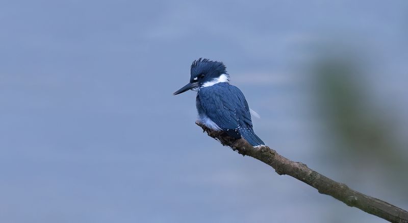 Young kingfisher copy.jpg