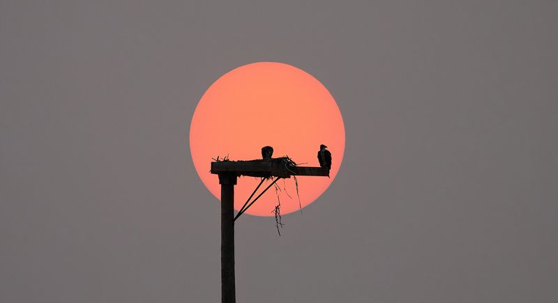 Canadian fire sunrise on osprey nest copy.jpg
