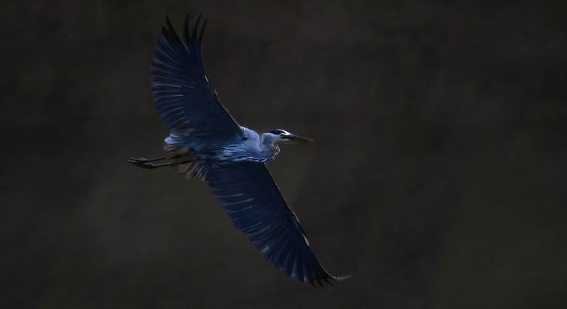 Early morning river flight copy.jpg