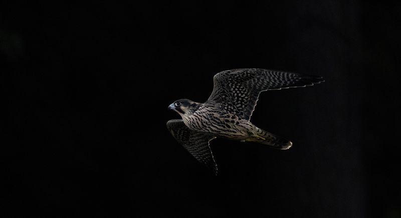 Juvenile peregrine falcon copy.jpg