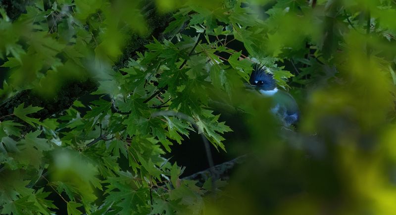 Hide and seek copy.jpg