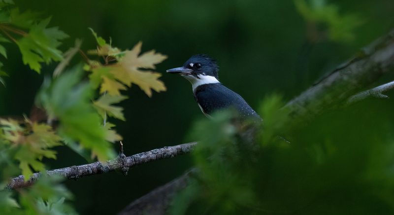 Hiding Kingfisher copy.jpg