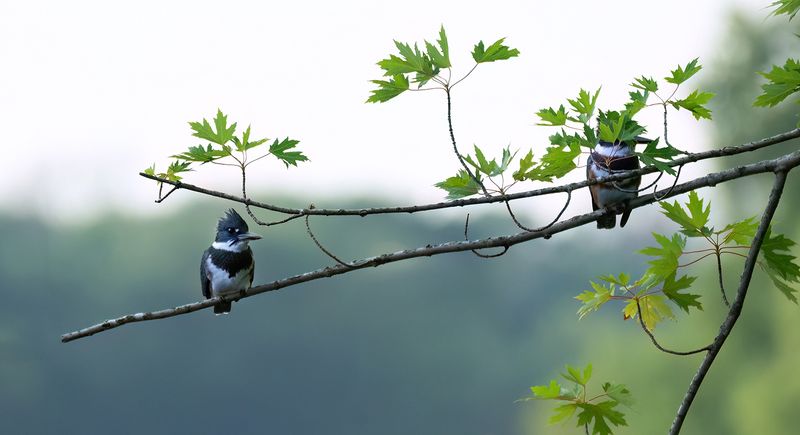 Two in the bush copy.jpg