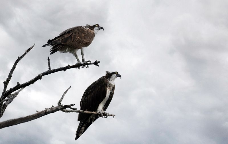 Osprey parents watching the youngster hunting copy.jpg