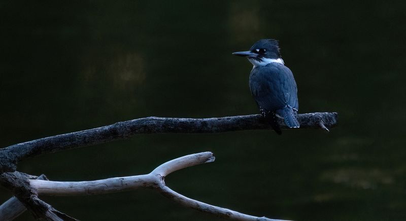 early morning perch copy.jpg