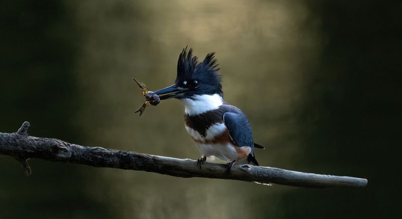 Sunrise and Kingfisher breakfast II copy.jpg