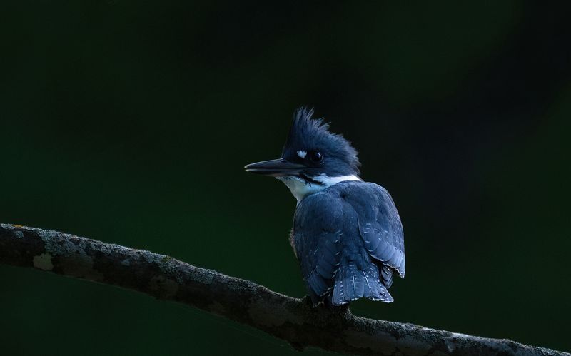 July 17th Kingfisher copy.jpg