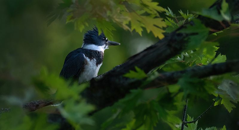 July 17th Kingfisher IV copy.jpg