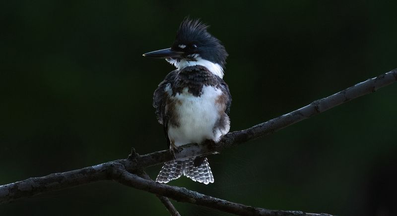 July 17th Kingfisher VI copy.jpg