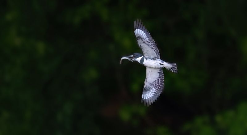 Kingfisher flashing copy.jpg