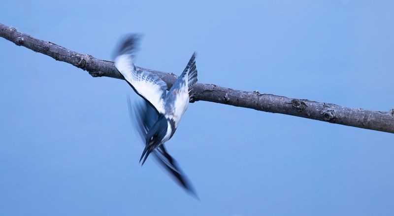 Kingfisher flurry copy.jpg