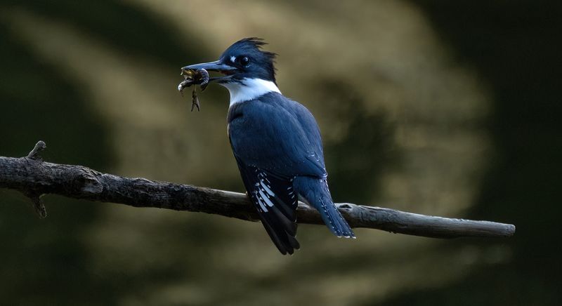 Sunrise and Kingfisher breakfast III copy.jpg