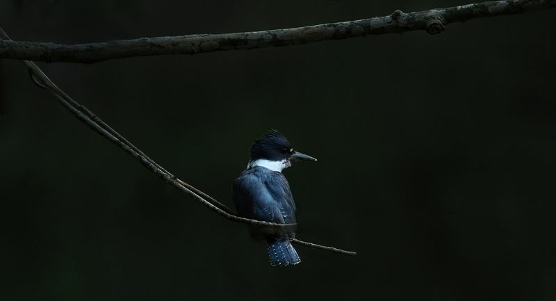 071523 CRD kingfisher copy.jpg