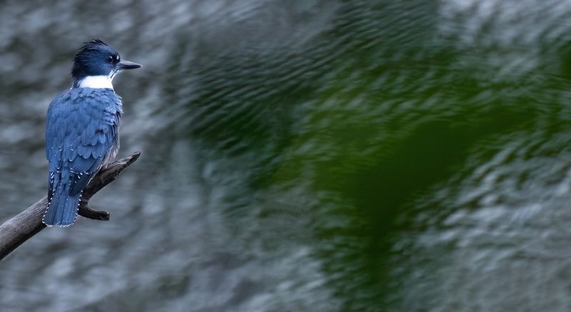 Falldown kingfisher copy.jpg