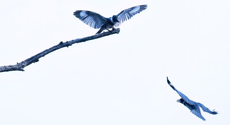 Hunting perch attack copy.jpg