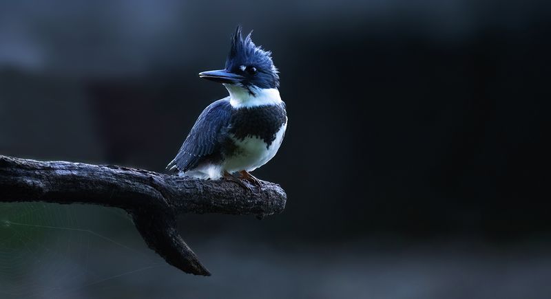 072023 Kingfisher copy.jpg