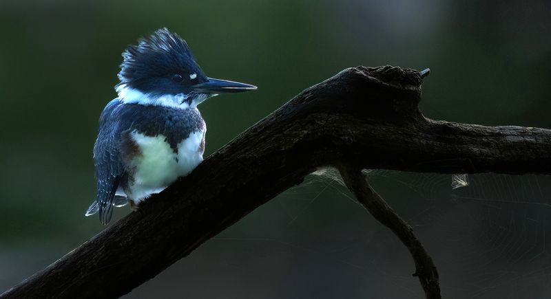 072023 Kingfisher VI copy.jpg