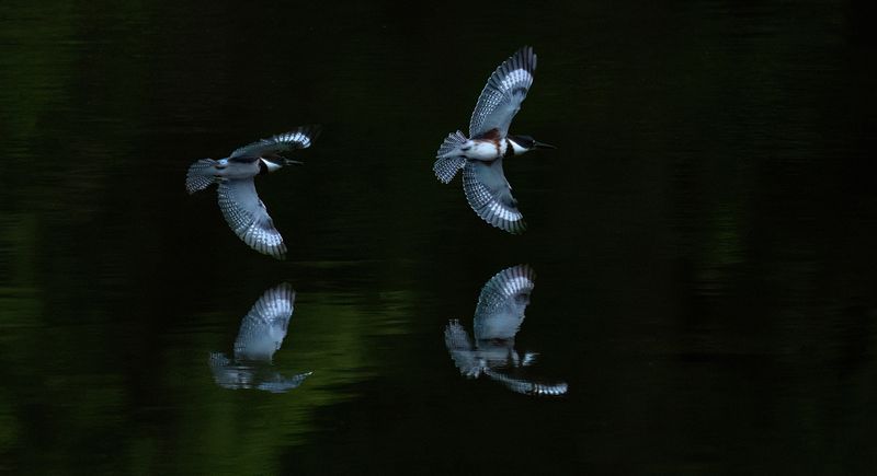 Kingfisher tag AIL copy.jpg